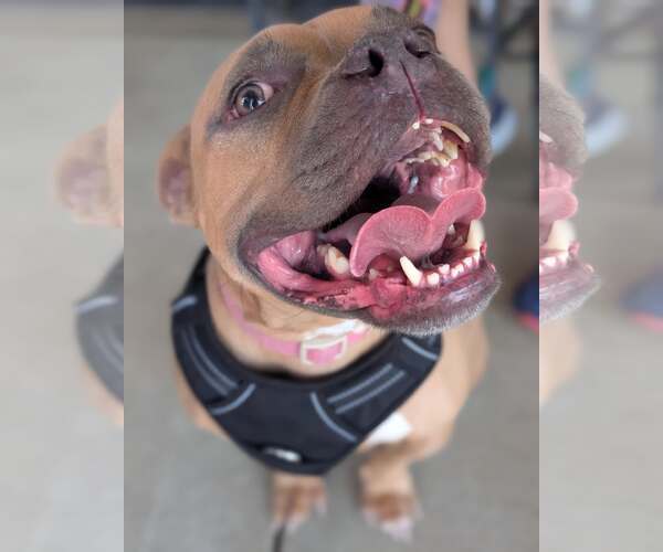 Medium Photo #8 American French Bull Terrier Puppy For Sale in Holly Springs, NC, USA