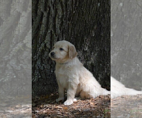 Medium Photo #2 Goldendoodle Puppy For Sale in LIVE OAK, FL, USA