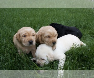 Labrador Retriever Puppy for Sale in THORNTON, Colorado USA