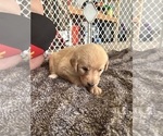 Small Photo #51 Labradoodle Puppy For Sale in KIRKSVILLE, MO, USA