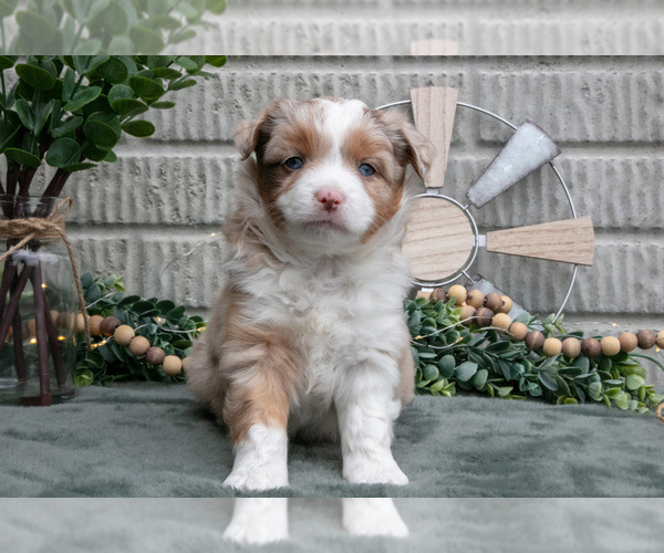 Medium Photo #13 Miniature Australian Shepherd Puppy For Sale in BALTIC, OH, USA