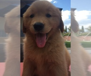Golden Retriever Puppy for sale in SANTA ANA, CA, USA