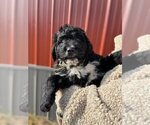 Small Photo #7 Bernedoodle Puppy For Sale in CONNERSVILLE, IN, USA