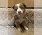 Small Photo #3 Border-Aussie Puppy For Sale in DAVENPORT, FL, USA