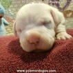 Small Photo #20 Dogo Argentino Puppy For Sale in PINEVILLE, MO, USA