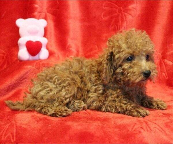Medium Photo #2 Poodle (Toy) Puppy For Sale in COATESVILLE, PA, USA