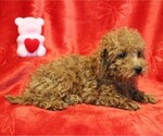 Small #1 Poodle (Toy)