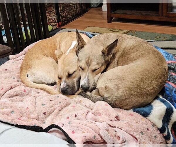 Medium Photo #3 Black Mouth Cur-Boxer Mix Puppy For Sale in Green Forest, AR, USA