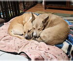 Small #2 Black Mouth Cur-Boxer Mix
