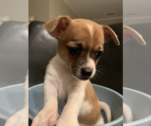 Chihuahua Puppy for sale in MEMPHIS, TN, USA