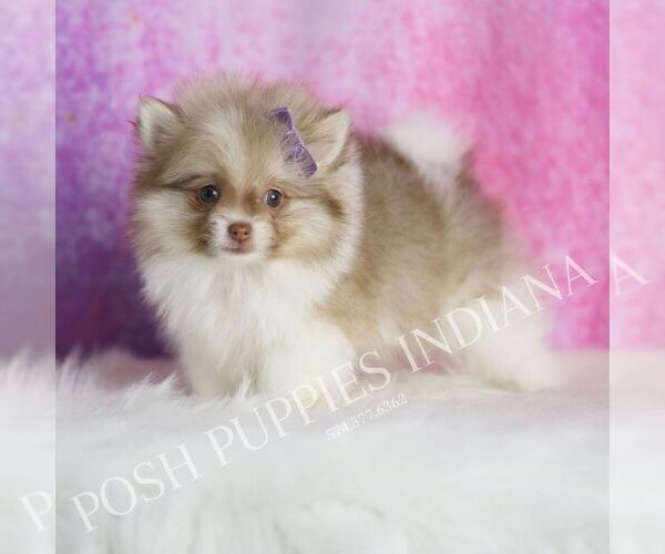 Medium Photo #45 Pomeranian Puppy For Sale in WARSAW, IN, USA