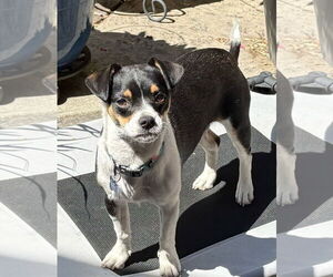 Mutt Dogs for adoption in Bellevue, WA, USA