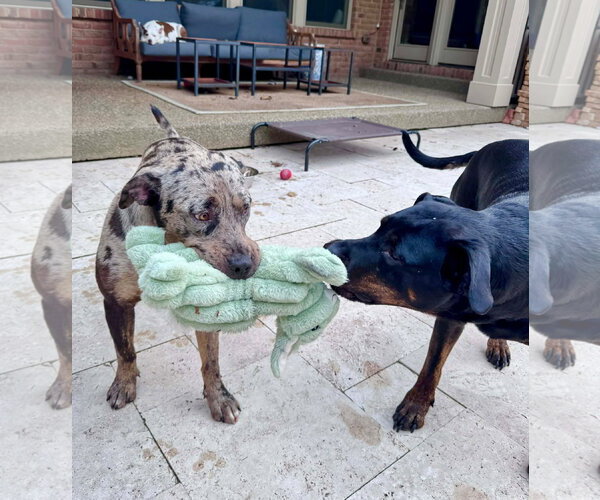 Medium Photo #8 Catahoula Leopard Dog-Unknown Mix Puppy For Sale in Germantown, OH, USA