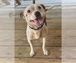 Small #7 Chihuahua Mix