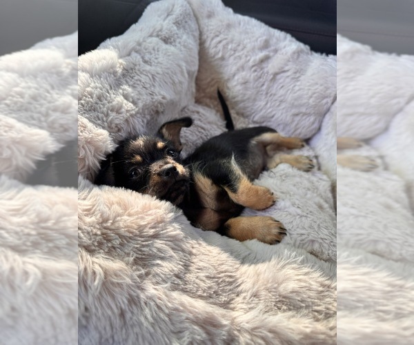 Medium Photo #1 Chihuahua Puppy For Sale in KENNEWICK, WA, USA