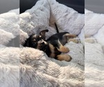 Small Chihuahua