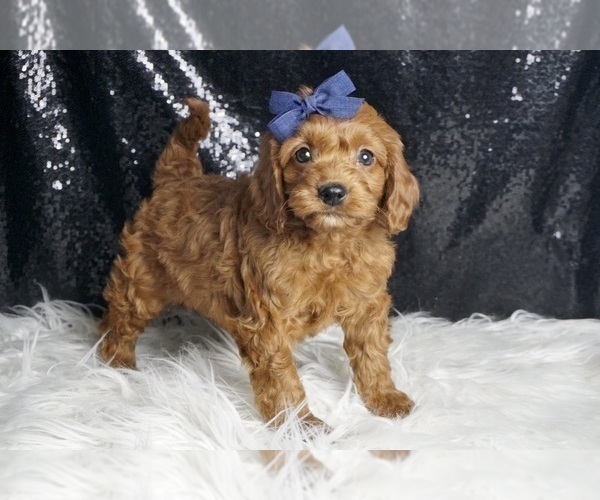 Medium Photo #2 Cavapoo (Miniature) Puppy For Sale in WARSAW, IN, USA