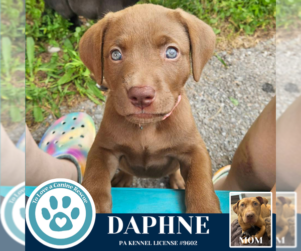 Medium Photo #3 American Pit Bull Terrier-Labrador Retriever Mix Puppy For Sale in Kimberton, PA, USA