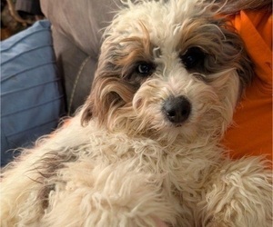Father of the Bernedoodle (Miniature) puppies born on 05/10/2026
