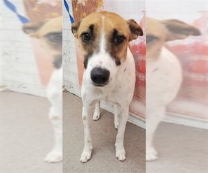 Mutt Dogs for adoption in San Bernardino, CA, USA