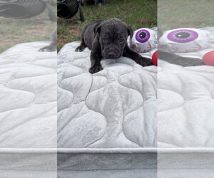 American Staffordshire Terrier-Unknown Mix Dogs for adoption in Holly Springs, NC, USA