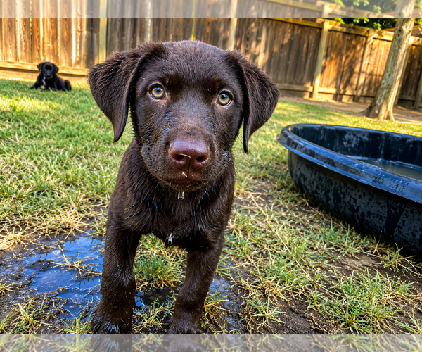 Medium Photo #2 Labrador Retriever-Unknown Mix Puppy For Sale in Clovis, CA, USA