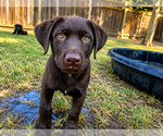 Small #1 Labrador Retriever Mix