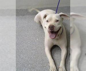 American Pit Bull Terrier-Unknown Mix Dogs for adoption in Pasadena, TX, USA