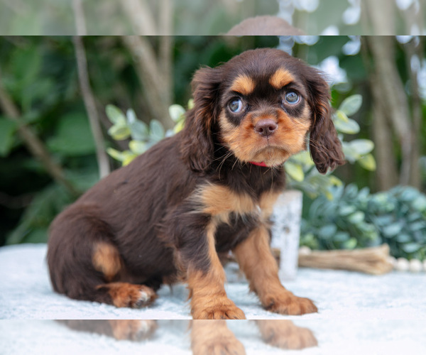 Medium Photo #45 Cavalier King Charles Spaniel Puppy For Sale in SALEM, IN, USA