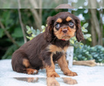 Small Photo #45 Cavalier King Charles Spaniel Puppy For Sale in SALEM, IN, USA