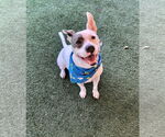 Small #6 Bulldog Mix