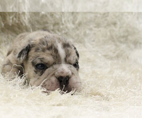 Medium Photo #3 English Bulldog Puppy For Sale in MEDINA, WA, USA