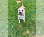 Small #1 American Staffordshire Terrier Mix