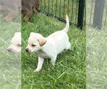 Small Labrador Retriever Mix