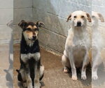 Small #4 Siberian Husky Mix
