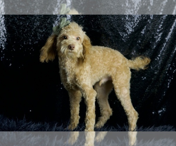 Medium Photo #10 Poodle (Toy) Puppy For Sale in WARSAW, IN, USA