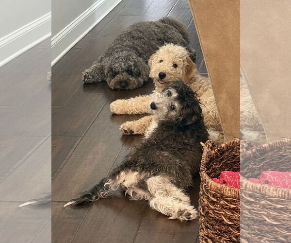 Medium Photo #4 Bernese Mountain Dog-Poodle (Miniature) Mix Puppy For Sale in Valrico, FL, USA