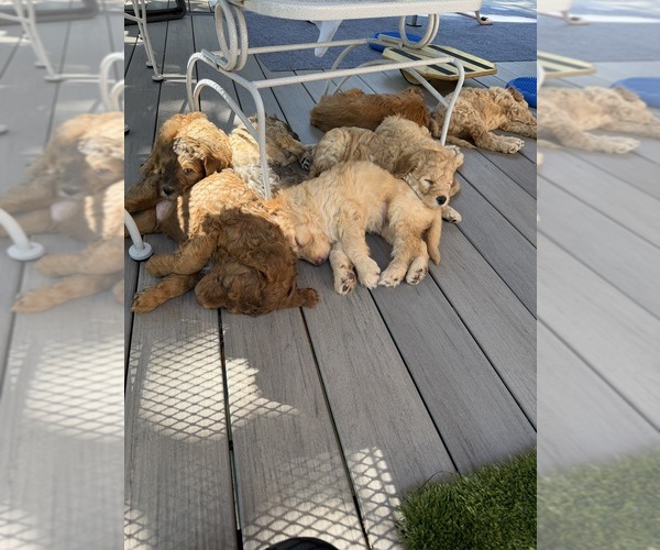 Medium Photo #1 Goldendoodle Puppy For Sale in CORVALLIS, OR, USA