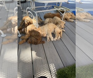 Goldendoodle Puppy for sale in CORVALLIS, OR, USA