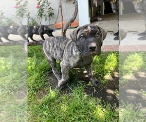 Presa Canario Puppy for sale in NORTHRIDGE, CA, USA
