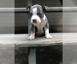 American Bully Mikelands  Puppy for sale in BETWEEN, GA, USA