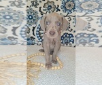 Small #1 Weimaraner