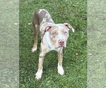 Small #2 American Pit Bull Terrier Mix