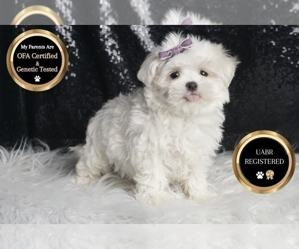 Medium Photo #6 Maltese Puppy For Sale in WARSAW, IN, USA