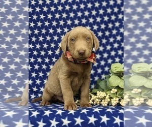 Labrador Retriever Puppy for sale in KINZERS, PA, USA