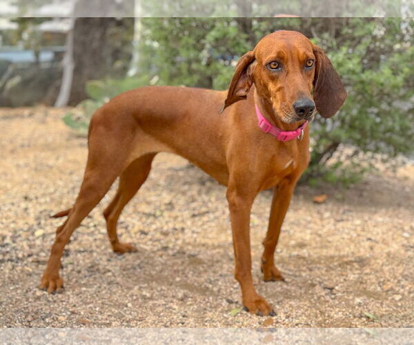 Medium Photo #3 Redbone Coonhound Puppy For Sale in PIPE CREEK, TX, USA