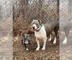 Small #11 American Pit Bull Terrier Mix