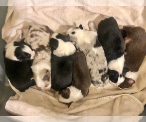 Australian Shepherd Puppy for sale in ROBERTS, IL, USA