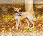 Small Photo #4 American Pit Bull Terrier-Black Mouth Cur Mix Puppy For Sale in McKinney, TX, USA