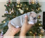 Small Photo #3 French Bulldog Puppy For Sale in KENDALL PARK, NJ, USA